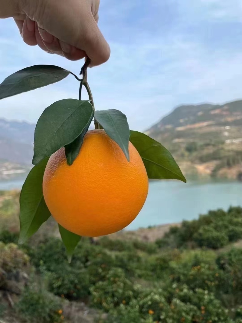 奉节脐橙商品果精品橙子规格齐全产地直发好货发往全国