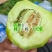 吉糖金兰甜瓜种子高糖花皮绿肉绿瓤糖蕾甜瓜种子干瓤耐裂早熟