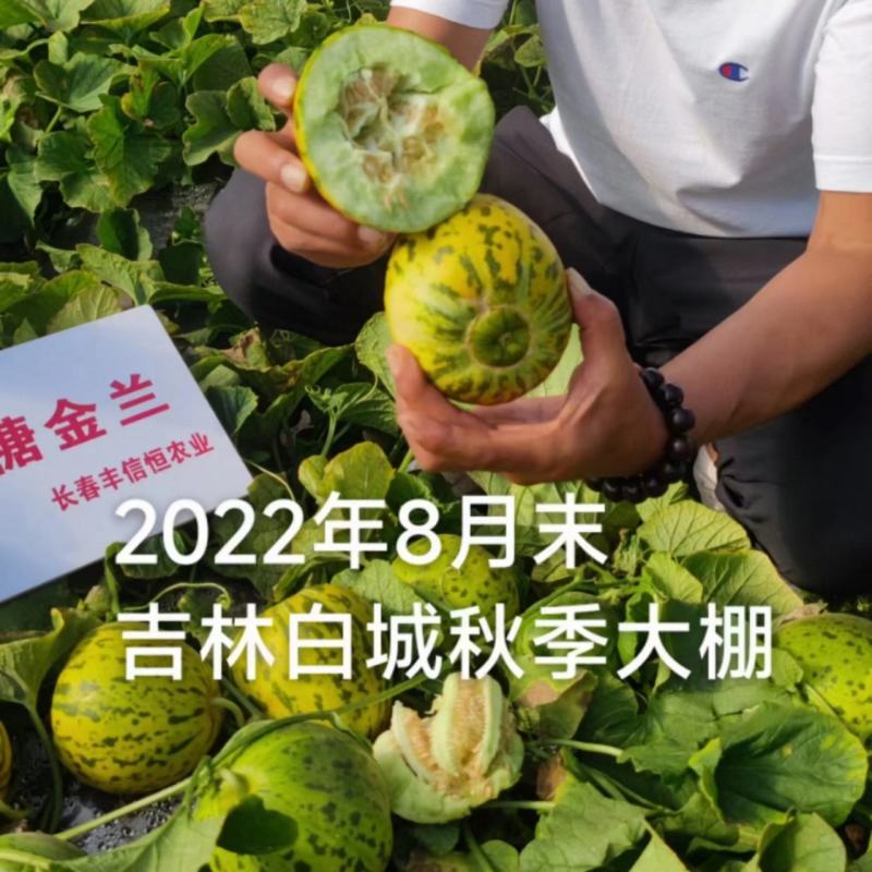 吉糖金兰甜瓜种子高糖花皮绿肉绿瓤糖蕾甜瓜种子干瓤耐裂早熟