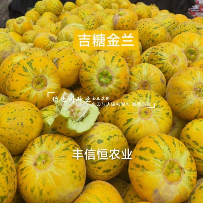 吉糖金兰甜瓜种子高糖花皮绿肉绿瓤糖蕾甜瓜种子干瓤耐裂早熟