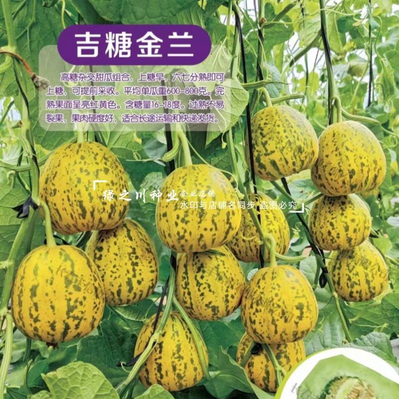吉糖金兰甜瓜种子高糖花皮绿肉绿瓤糖蕾甜瓜种子干瓤耐裂早熟