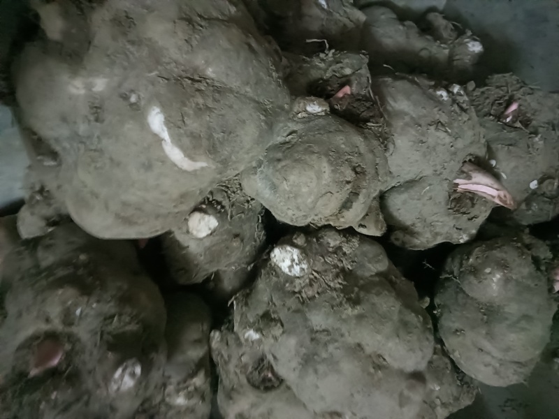湖北精品魔芋大量供货，货源充足稳定，规格多样可选量大从优
