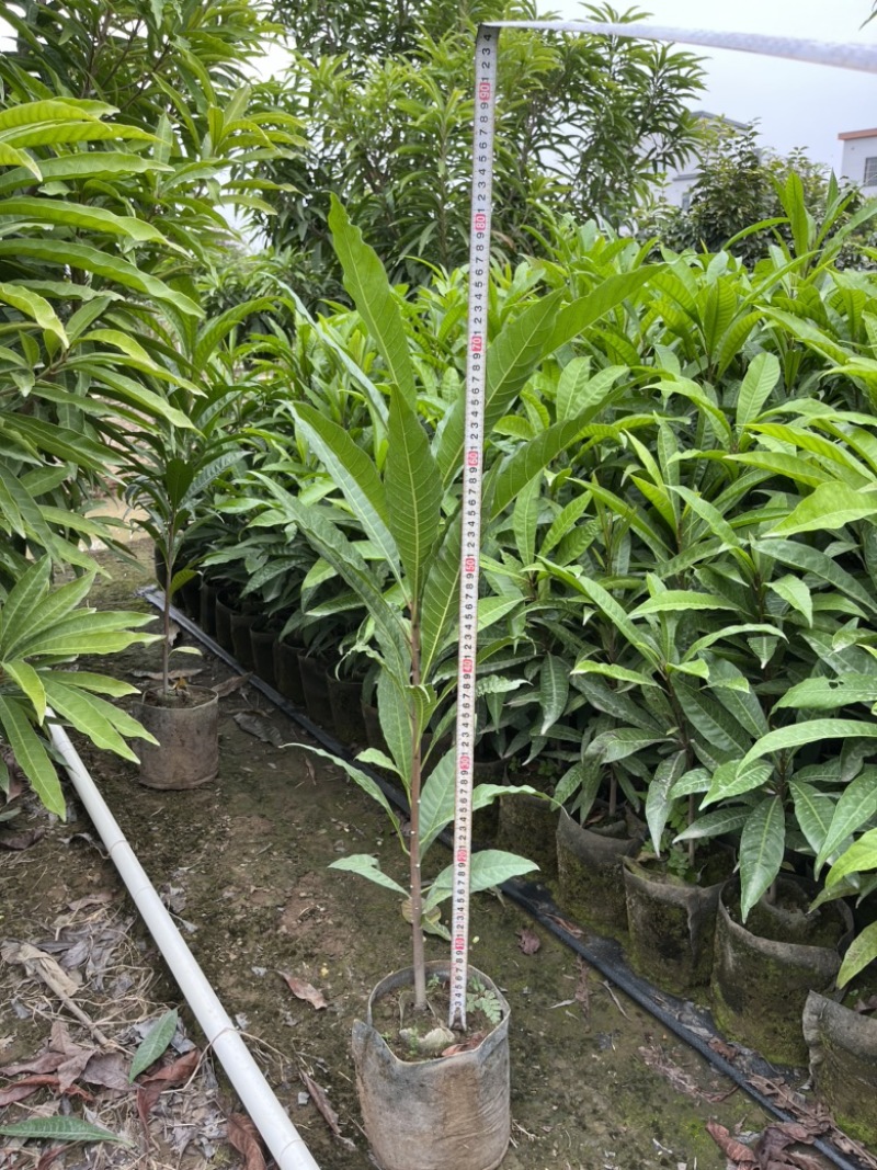 蛋黄果实生苗，保质保量长期供应