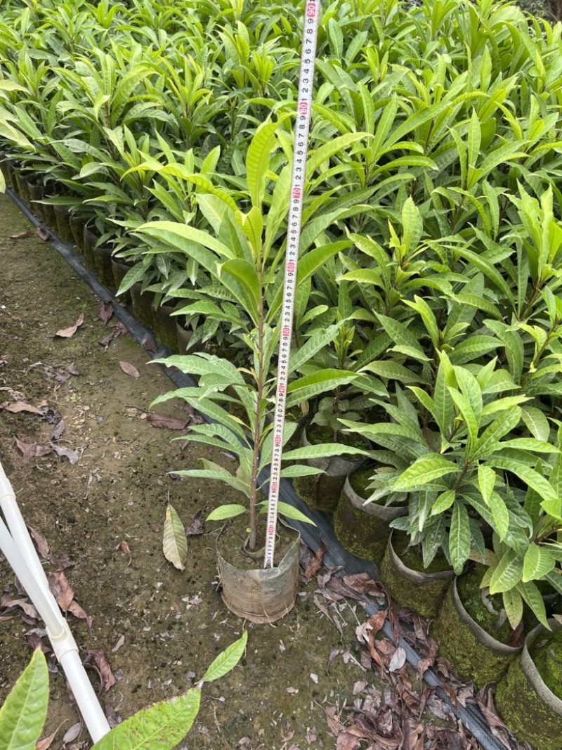 蛋黄果实生苗，保质保量长期供应