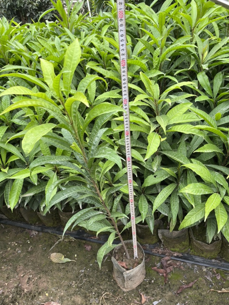 蛋黄果实生苗，保质保量长期供应