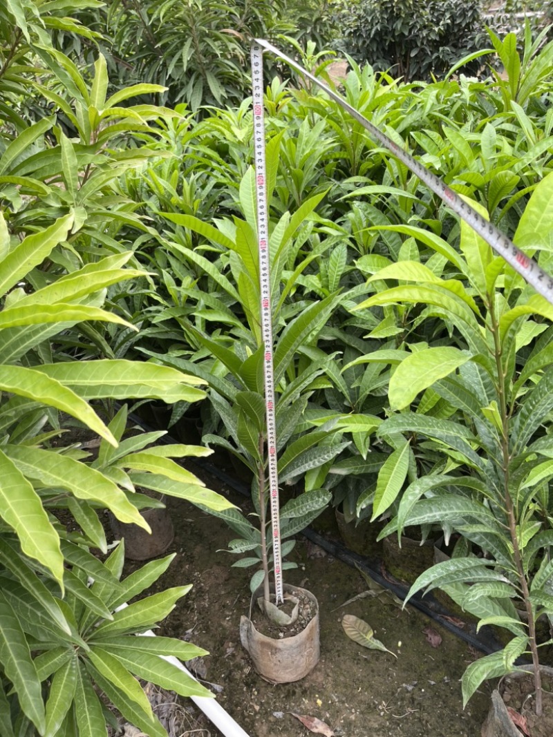蛋黄果实生苗，保质保量长期供应