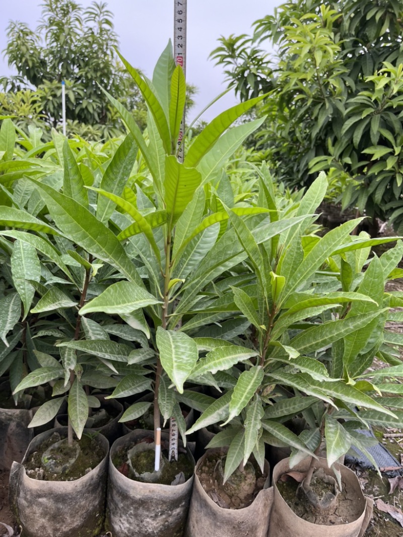 蛋黄果实生苗，保质保量长期供应