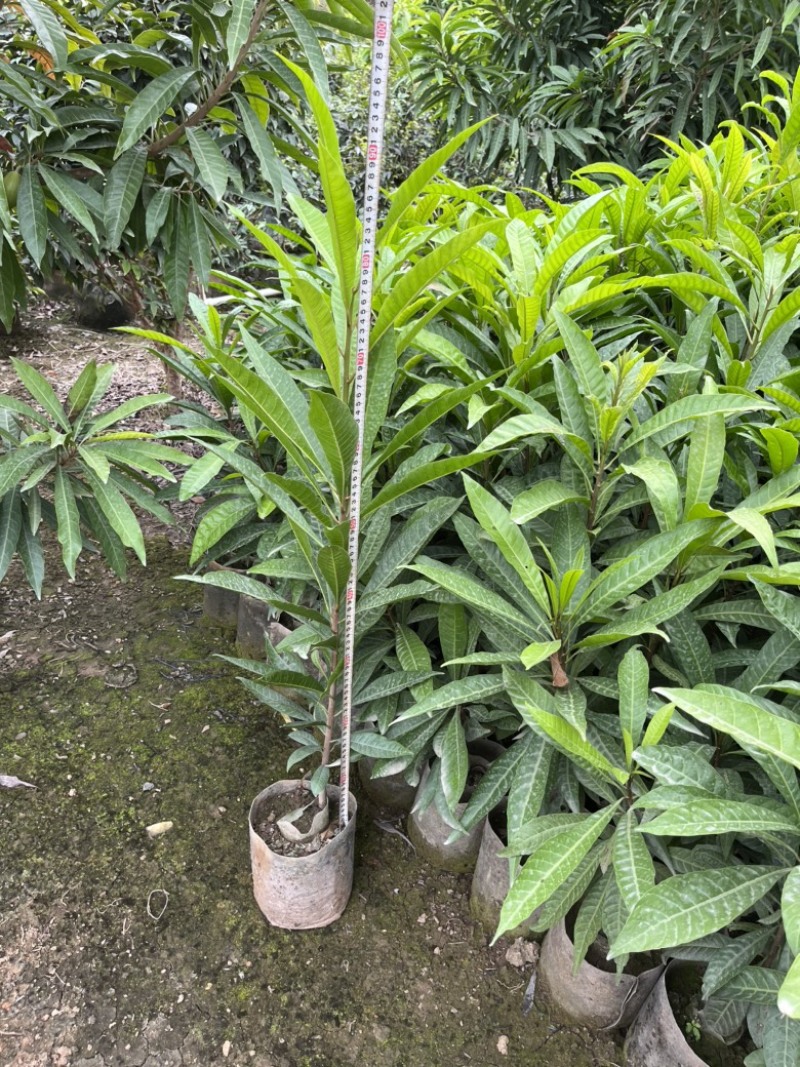 蛋黄果实生苗，保质保量长期供应