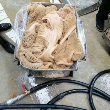 内蒙纯纯的草地牛黄大肚，纯干无水无上色