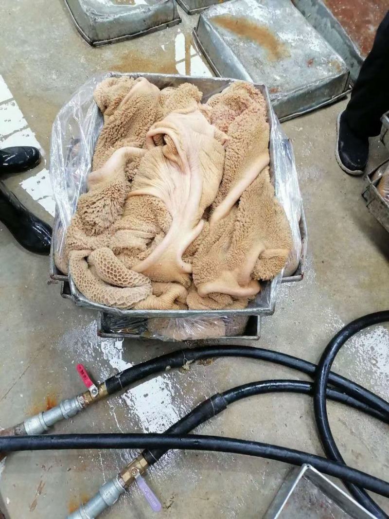 内蒙纯纯的草地牛黄大肚，纯干无水无上色