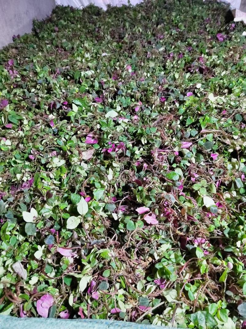 风柜斗草，四川发货