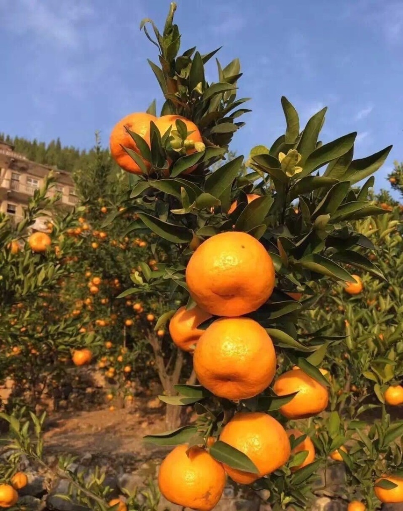 【椪柑】湖北椪柑，芦柑，精品无籽椪柑，产地实力代收代发