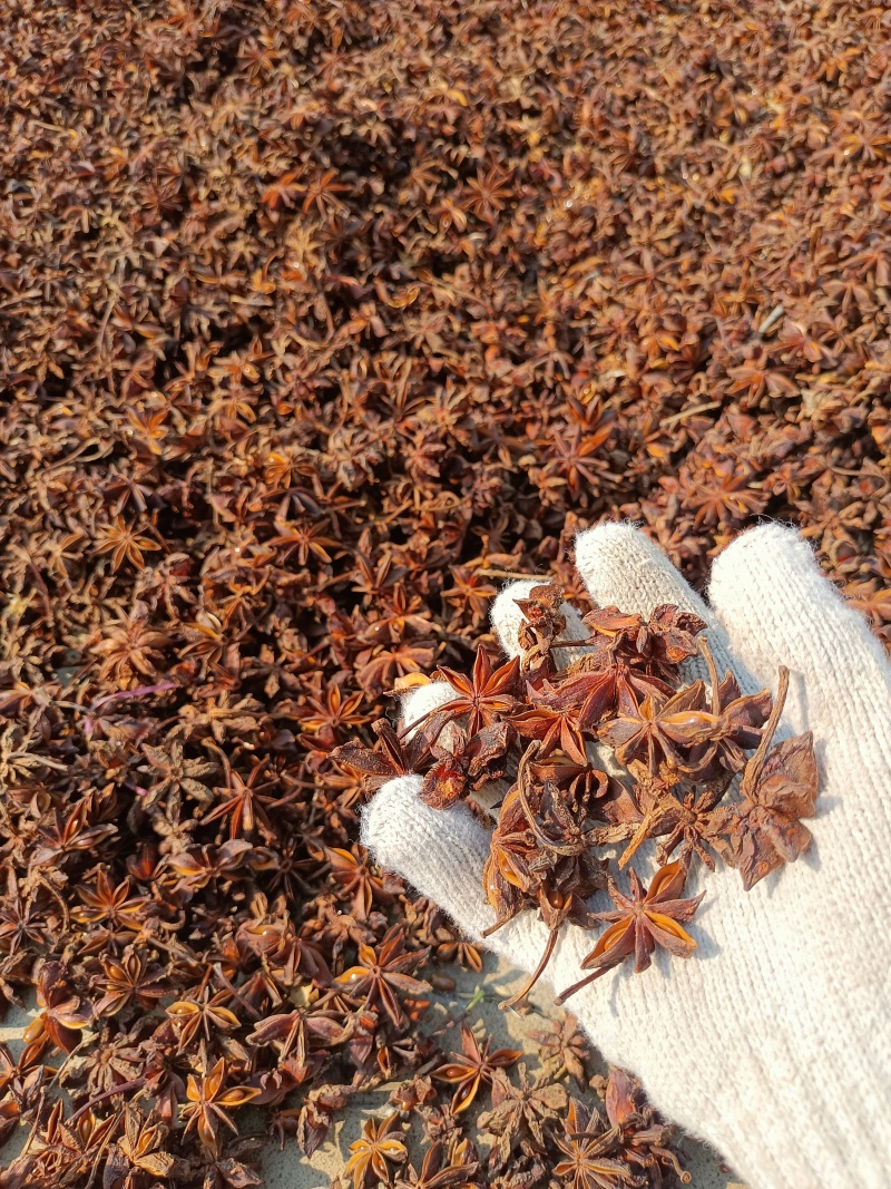 春花八角通货量大从优大量接单产地直发量大从优