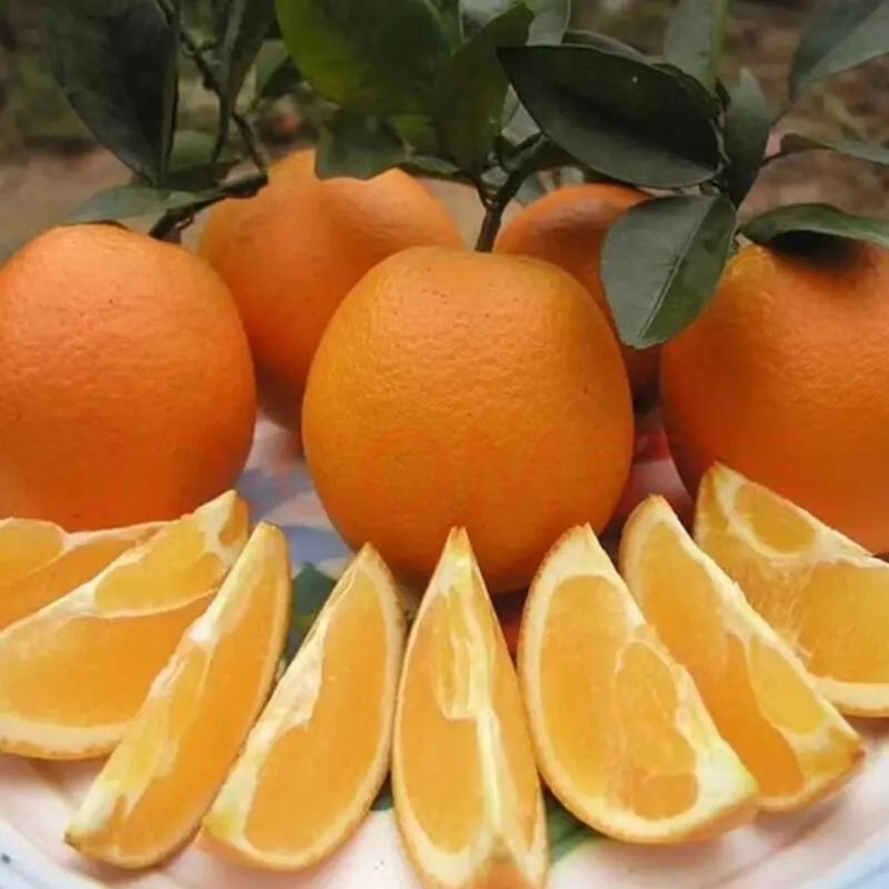 【实力供货】纽荷尔脐橙，精品纽荷尔脐橙，果园看货订货拉货