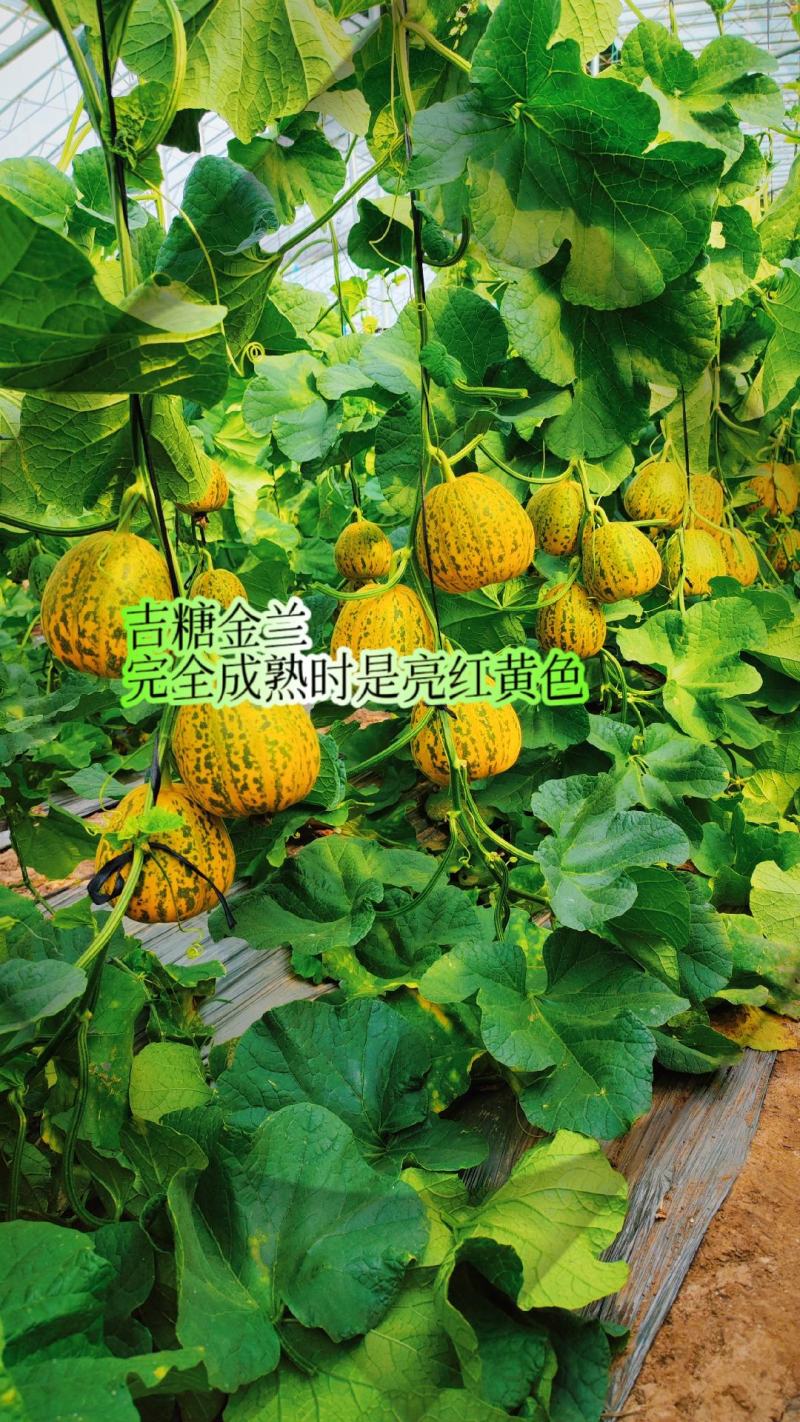 吉糖金兰甜瓜种子高糖花皮绿肉绿瓤糖蕾甜瓜种子干瓤耐裂早熟