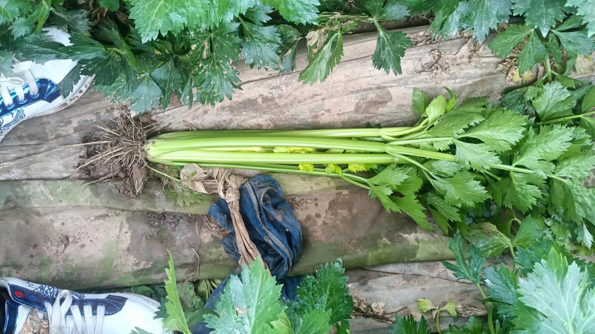 高清对比图:左侧为带露水的新鲜西芹茎段(表皮光亮、纤维紧致),右侧为沸水煮3分钟后的西芹段(颜色变暗黄、边缘卷曲、质地软烂;背景白板手写标注关键数据:维生素C残留率12%、芹菜素残留率18%、香气强度评分1.5/10 西芹榨汁需要煮熟吗的对比实验图:左侧为新鲜翠绿西芹段,右侧为煮熟后泛黄软塌的西芹段,背景分隔线标注"营养保留率:生榨95% vs 煮制<20%"