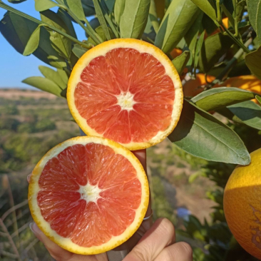 【血橙】湖北秭归血橙，中华红橙子，产地供货承接电商商超