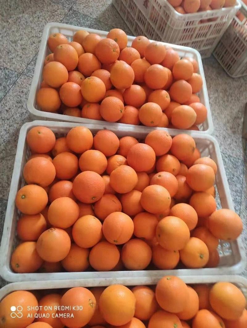 【血橙】湖北秭归血橙，中华红橙子，产地供货承接电商商超