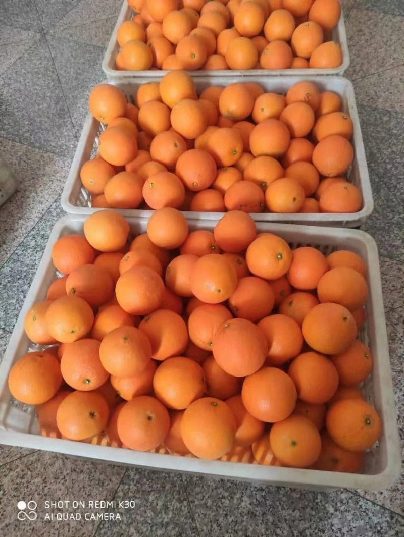 【血橙】湖北秭归血橙，中华红橙子，产地供货承接电商商超