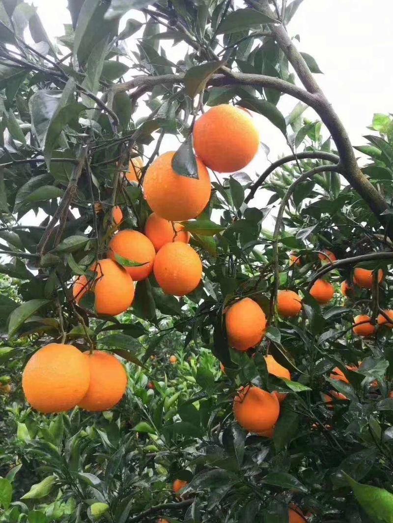 【血橙】湖北秭归血橙，中华红橙子，产地供货承接电商商超