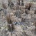 水杨桃扦插苗，水杨桃枝条有卖，猕猴桃砧木苗