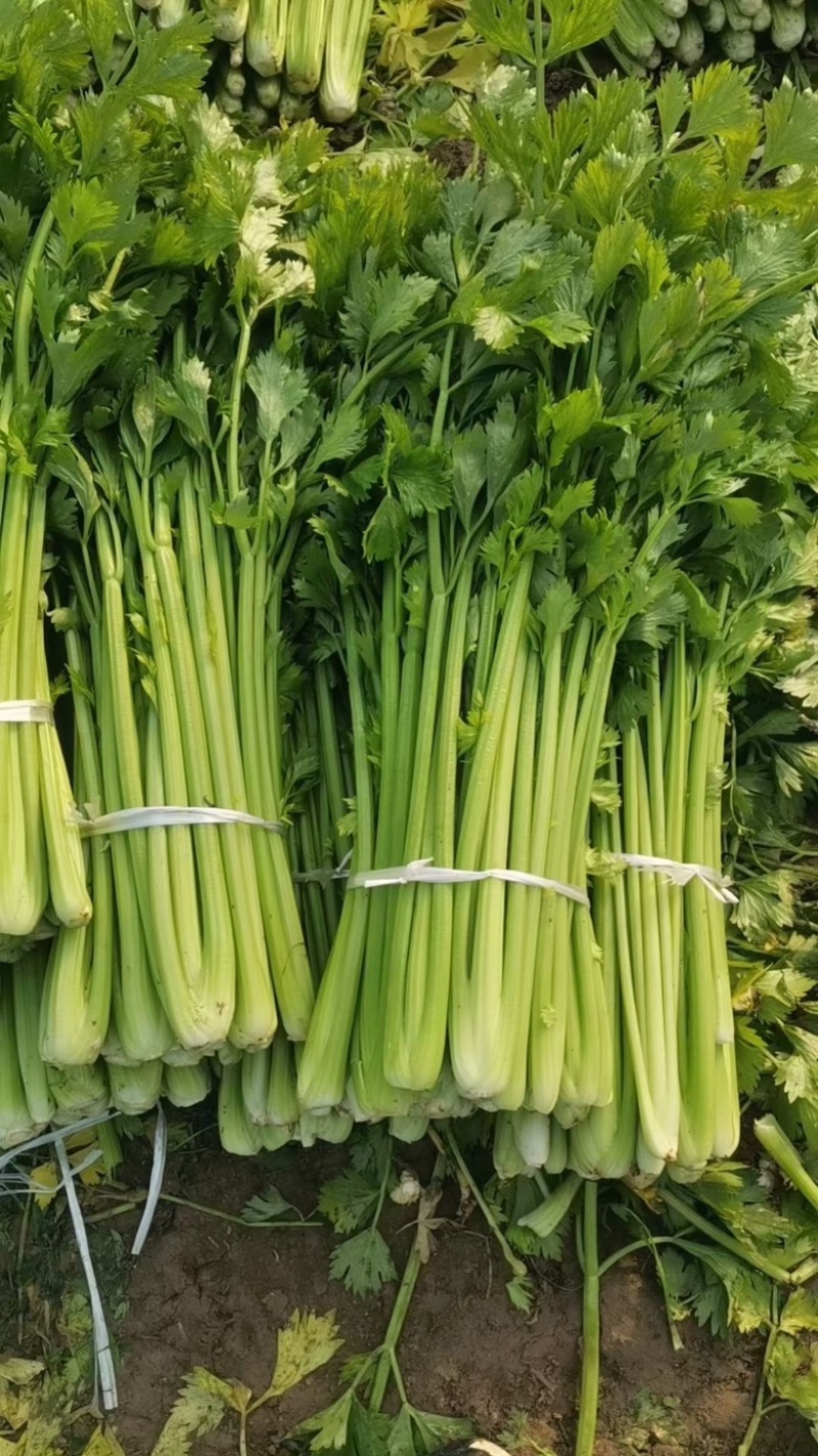 精品芹菜，无空心，货源充足，代发全国，质量可靠