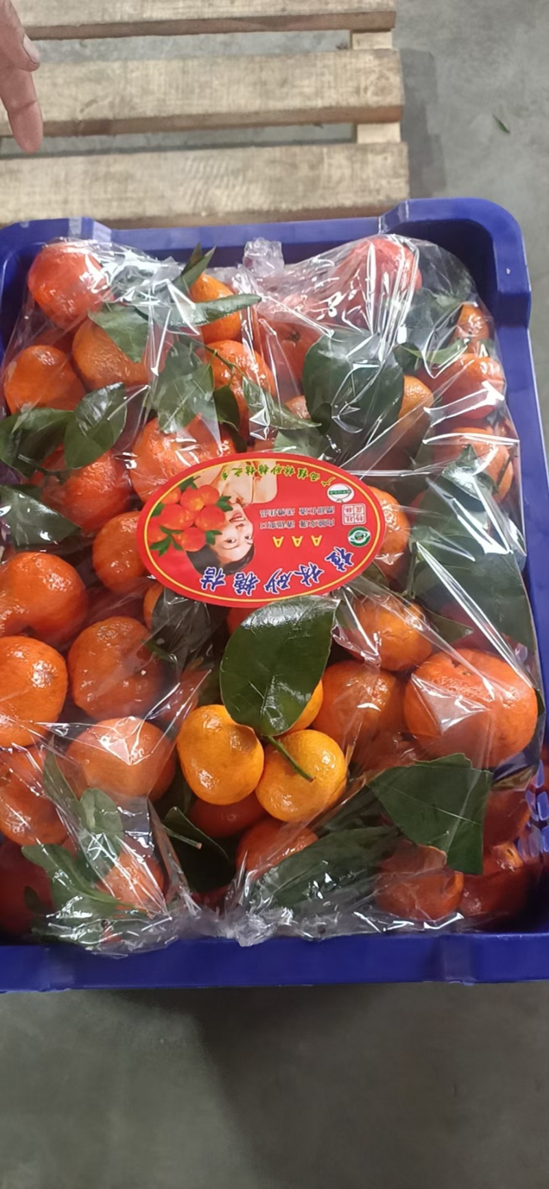 【实力推荐】广西荔浦砂糖橘，支持全国各地市场，电商平台
