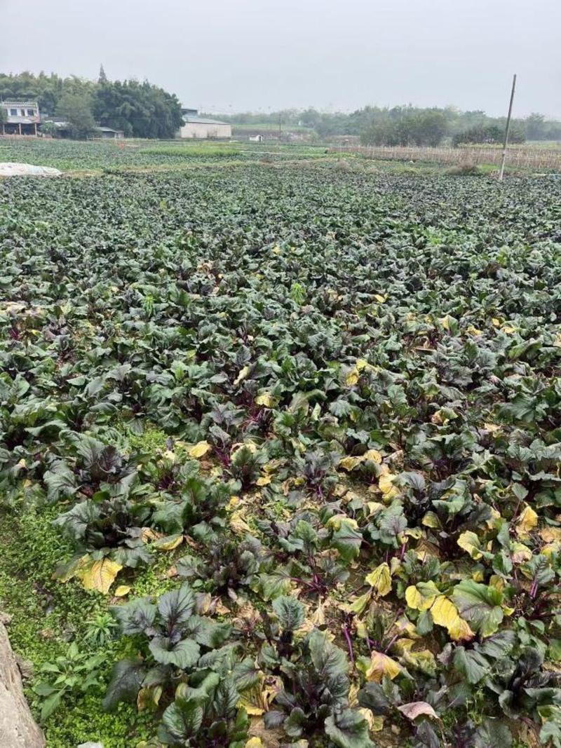 四川红菜苔，量大从优，产地直发，欢迎来电咨询