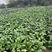 四川红菜苔，量大从优，产地直发，欢迎来电咨询