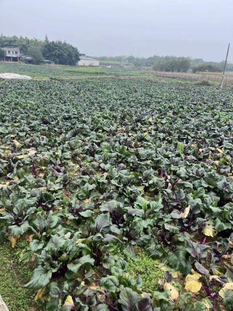 四川红菜苔，量大从优，产地直发，欢迎来电咨询