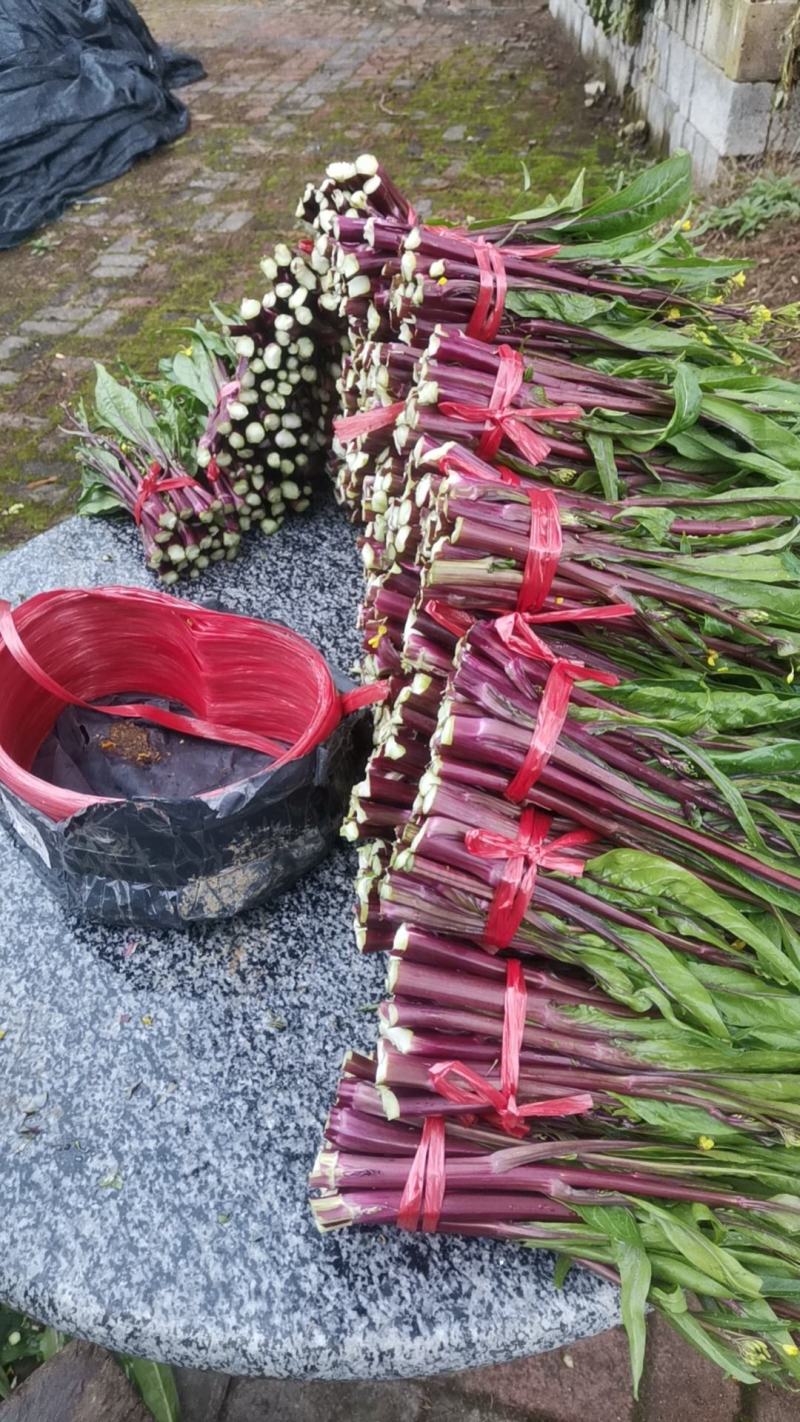 红菜苔约两千斤。