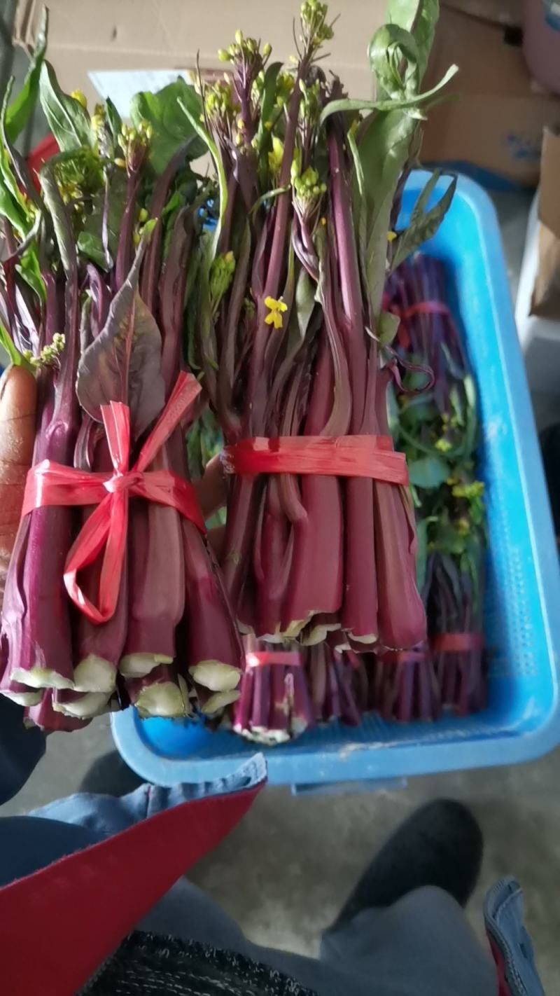 红菜苔约两千斤。
