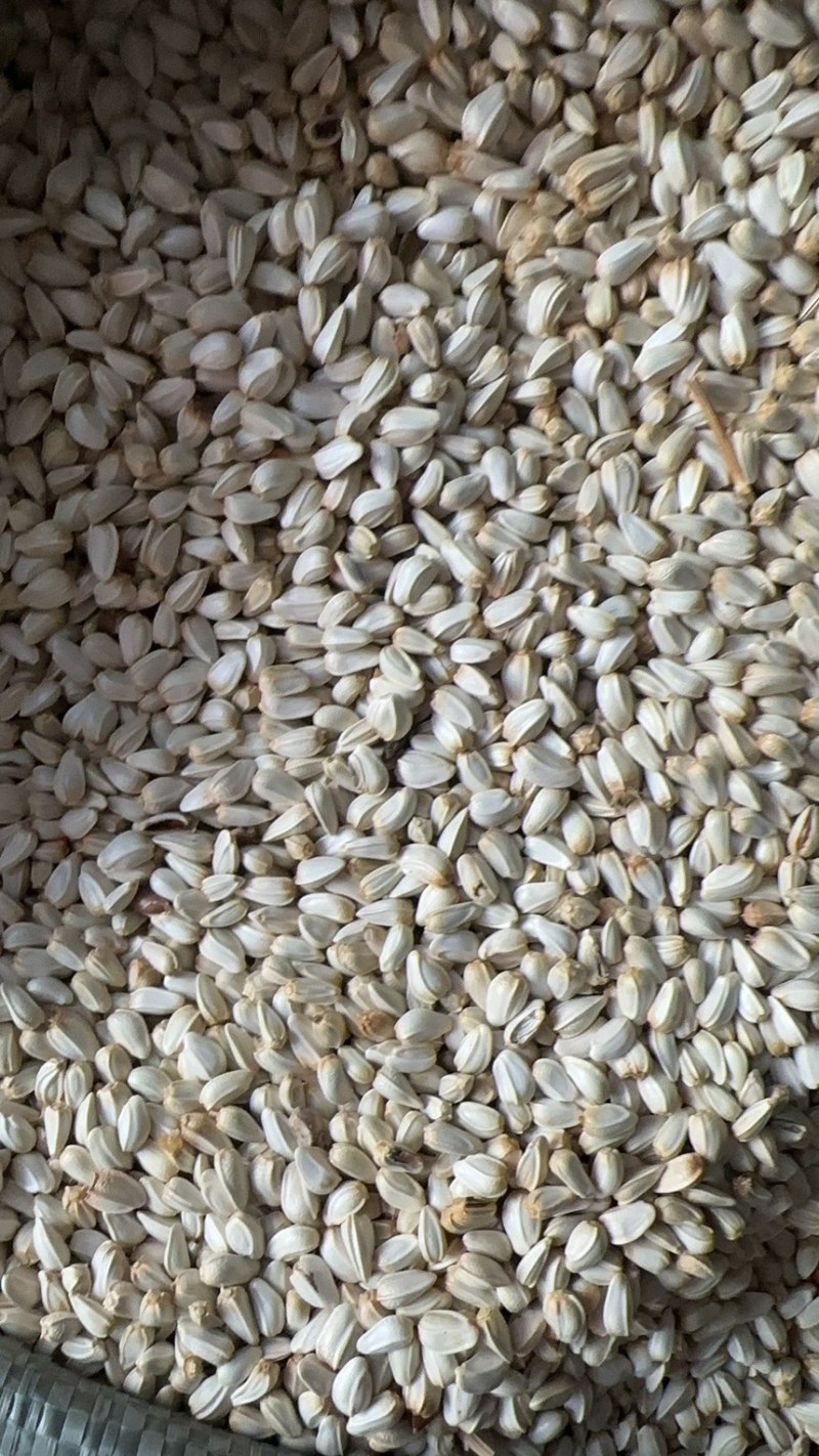 批发优质新货红花籽种子榨油原料出油率高达26%量大价优