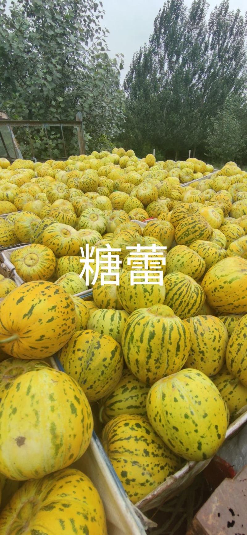糖蕾甜瓜种子八里香绿皮绿肉高糖甜瓜种籽大果耐裂香瓜种子