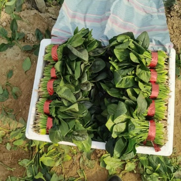 菠菜大量供应货源充足各种规格大小都有，山东单县