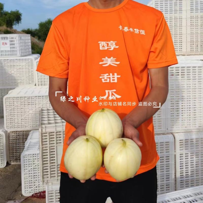 醇美金福甜瓜种子薄皮高糖黄白皮甜瓜种籽干瓤早熟抗病甜度高