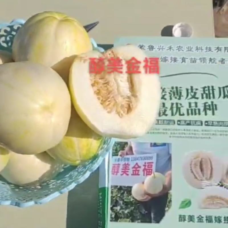 醇美金福甜瓜种子薄皮高糖黄白皮甜瓜种籽干瓤早熟抗病甜度高