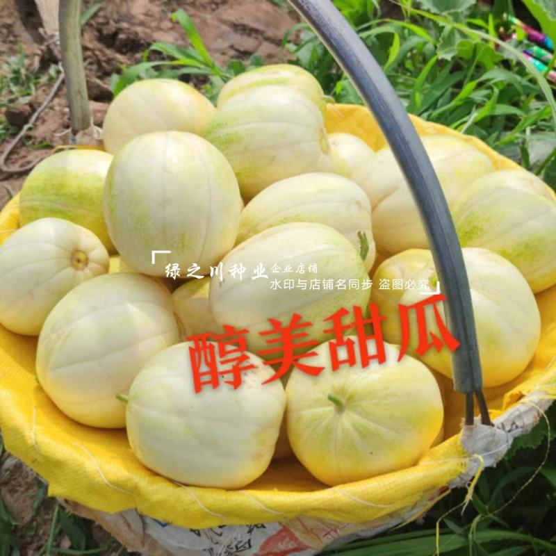 醇美金福甜瓜种子薄皮高糖黄白皮甜瓜种籽干瓤早熟抗病甜度高