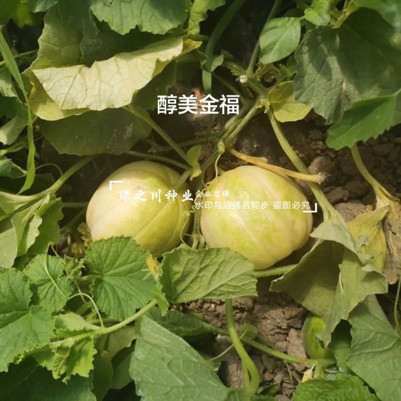 醇美金福甜瓜种子薄皮高糖黄白皮甜瓜种籽干瓤早熟抗病甜度高