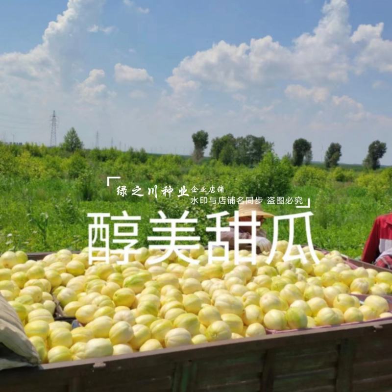 醇美金福甜瓜种子薄皮高糖黄白皮甜瓜种籽干瓤早熟抗病甜度高