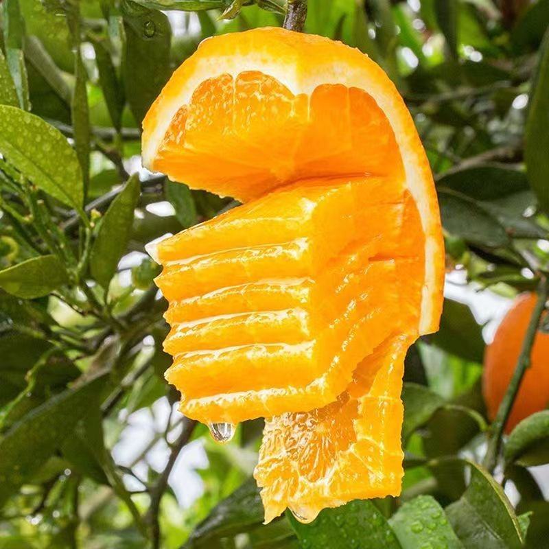 【长虹脐橙】湖北橙子大量上市，价格便宜，诚信经营，保质保