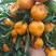 【推荐】广西柑橘精品马水桔大量上市口感甜质量优