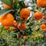 【推荐】广西柑橘精品马水桔大量上市口感甜质量优