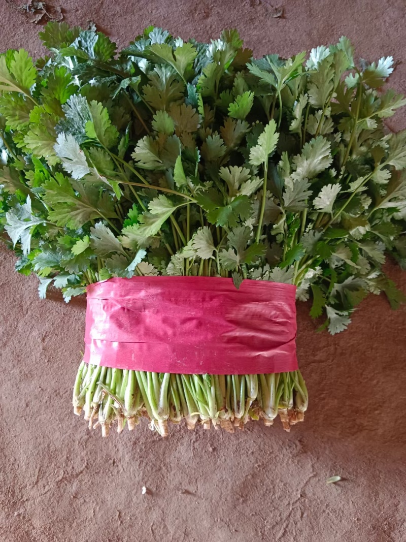 【荐】精品泰安大叶香菜，一手货源，产地直发，欢迎来电咨询