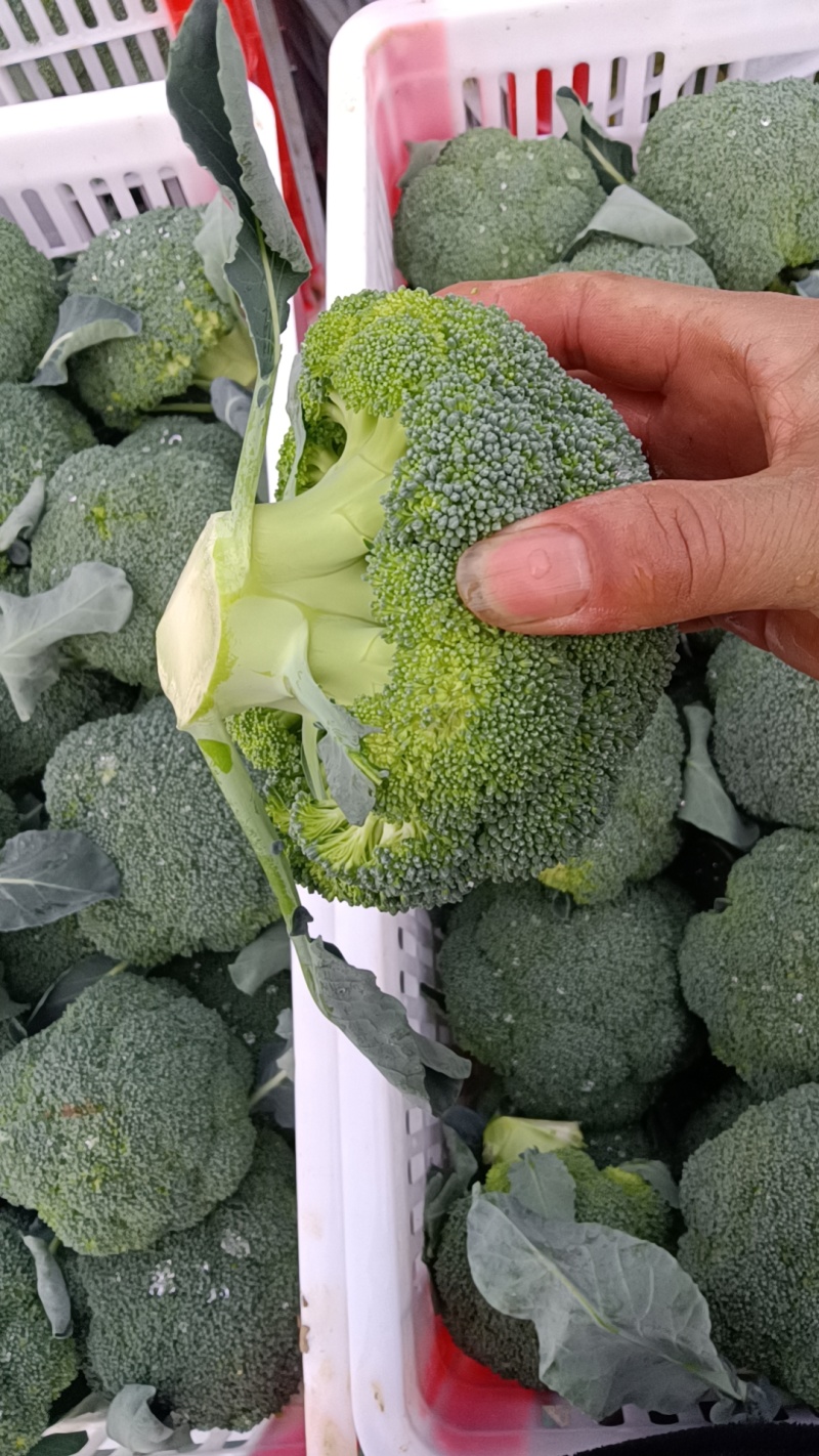 精品西兰花大量上市望新老客户来电洽谈