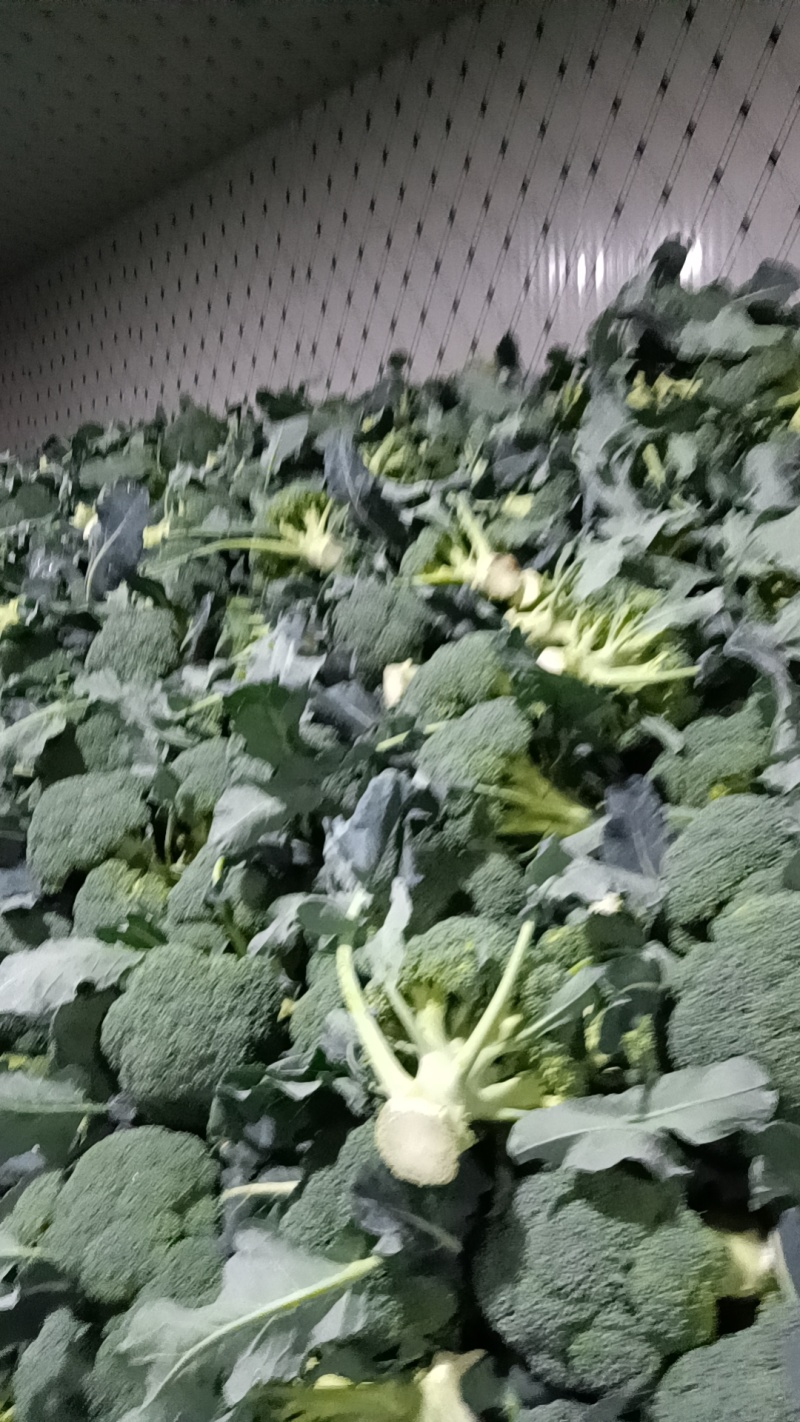 精品西兰花大量上市望新老客户来电洽谈