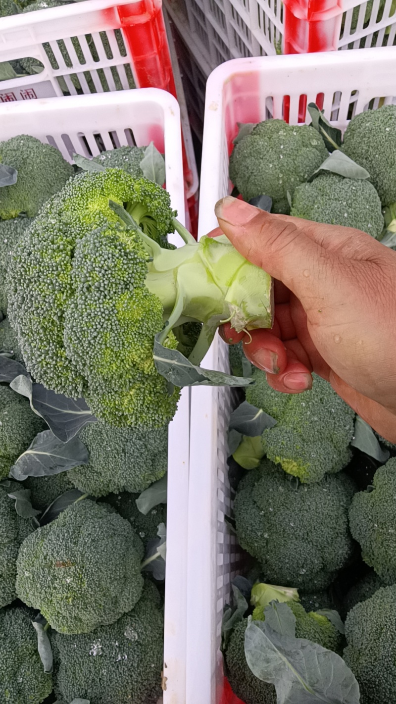 精品西兰花大量上市望新老客户来电洽谈