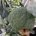 精品西兰花大量上市望新老客户来电洽谈