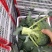 精品西兰花大量上市望新老客户来电洽谈