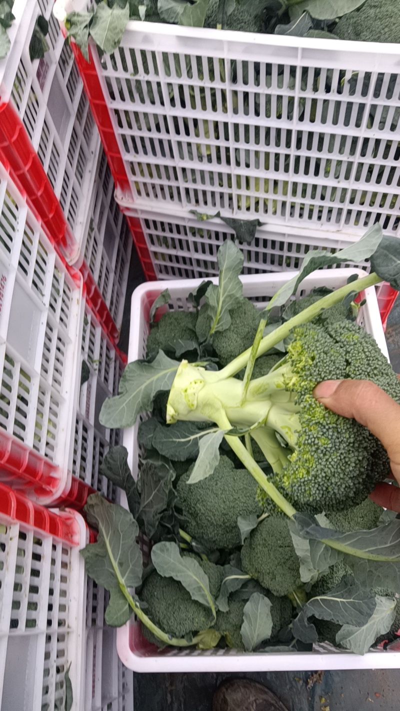 精品西兰花大量上市望新老客户来电洽谈
